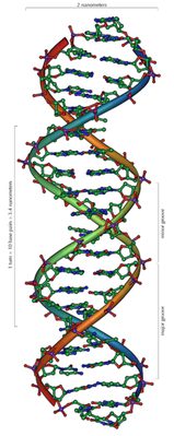Ein DNA-Molekül.