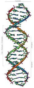 Ein DNA-Molekül.