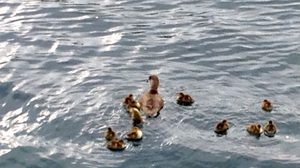 Eine Entenfamilie