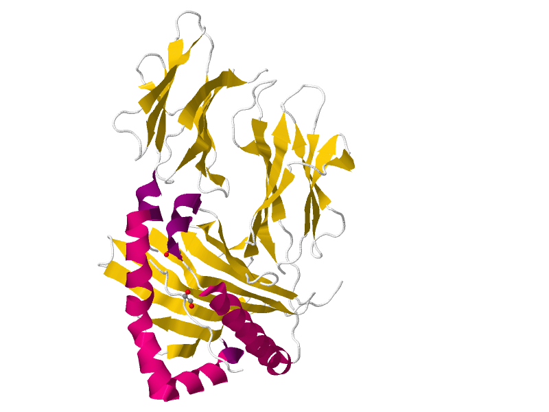 Ein HLA-DQ2 Antigen, gebunden an ein Teilstück eines Gluten-Proteins.