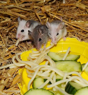 Mäuse essen ein paar Nudeln